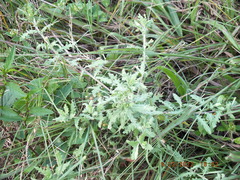 Oenothera laciniata