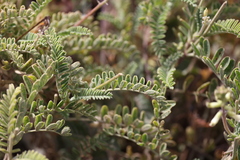 Astragalus nuttallii