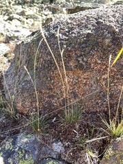 Festuca saximontana