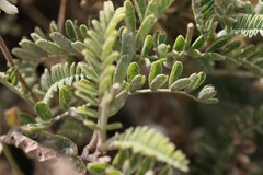 Astragalus nuttallii