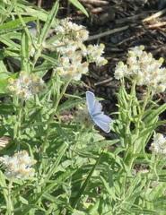 Plebejus anna