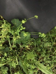 Ranunculus sessiliflorus sessiliflorus