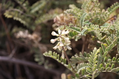 Astragalus nuttallii