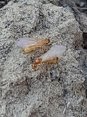 Brachymyrmex depilis