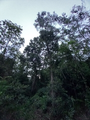 Magnolia pallescens