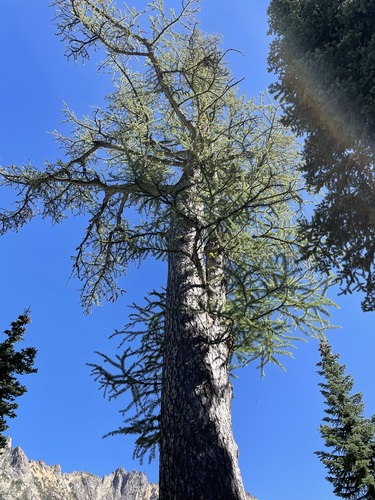Subalpine larch (Larix lyallii)