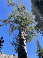 Larix lyallii