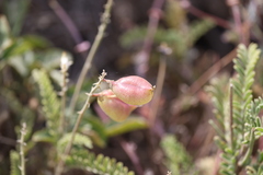 Astragalus nuttallii
