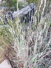 Bothriochloa