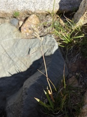 Vahlodea atropurpurea