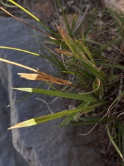 Vahlodea atropurpurea