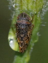 Aphrodes