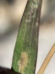 Vahlodea atropurpurea