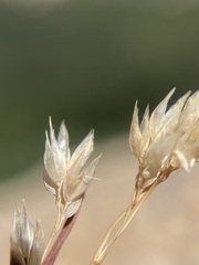 Vahlodea atropurpurea