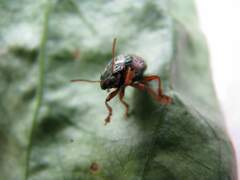 Calligrapha multipunctata