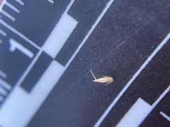 Vahlodea atropurpurea