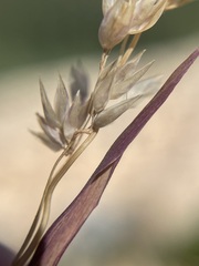 Vahlodea atropurpurea