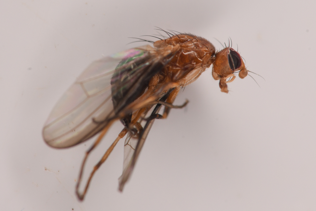Amphipogon hyperboreus