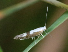 Argyresthia