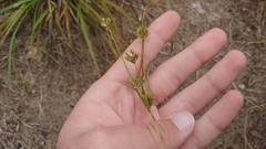 Cyperus × mesochorus