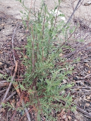 Prunus fasciculata