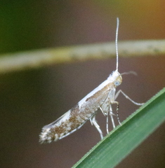 Argyresthia