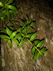 Podocarpus hispaniolensis