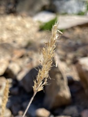 Trisetum spicatum