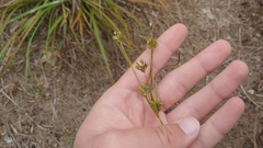 Cyperus × mesochorus