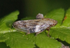 Aphrophora