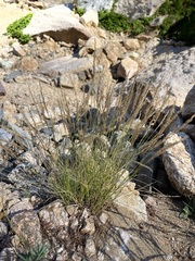 Agrostis variabilis