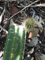 Pilosocereus robinii