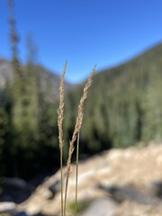 Agrostis variabilis