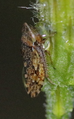 Aphrodes