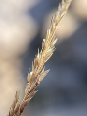 Agrostis variabilis