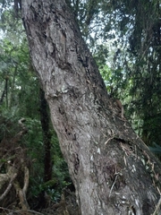 Podocarpus hispaniolensis