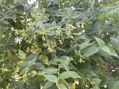 Nyctanthes arbor-tristis