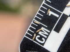 Agrostis variabilis