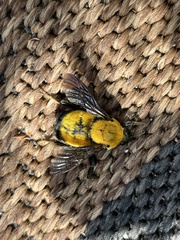Bombus morrisoni