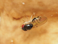 Mycodrosophila dimidiata