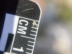 Agrostis variabilis