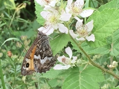 Hipparchia pellucida