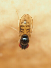 Mycodrosophila dimidiata