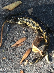 Ambystoma tigrinum
