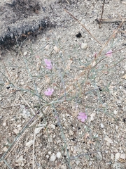 Stephanomeria exigua