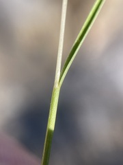 Agrostis variabilis