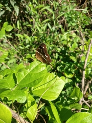 Anartia fatima colima