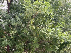 Nyctanthes arbor-tristis