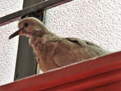 Streptopelia decaocto