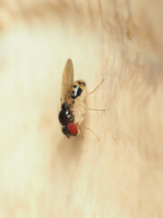 Mycodrosophila dimidiata
